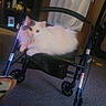 animal, carpet, cat, chair, cozy, curtain, feline, fluffy, furniture, indoor, living_room, long_hair, looking_at_camera, lying_down, pet, portrait, shelves, sitting, walker, white_cat
