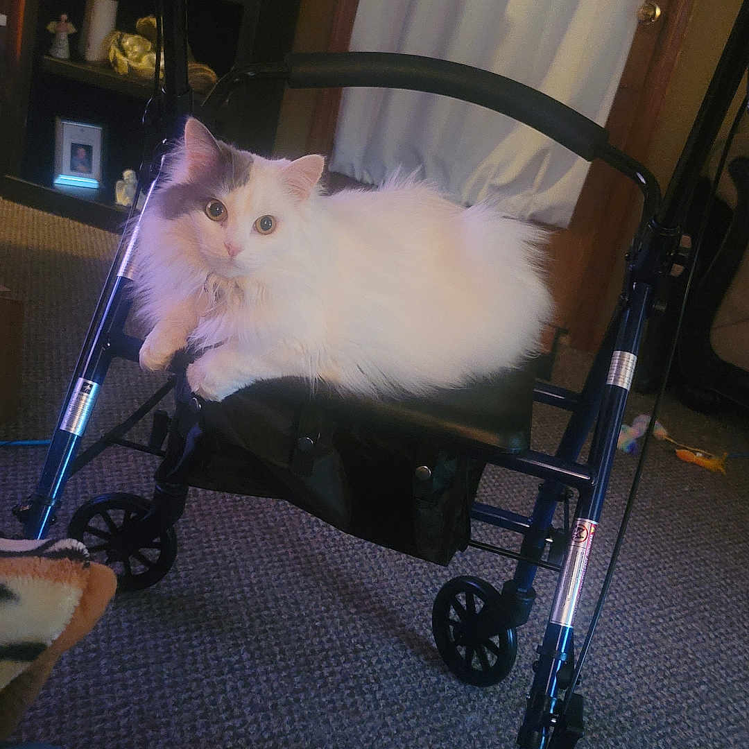 Mylah