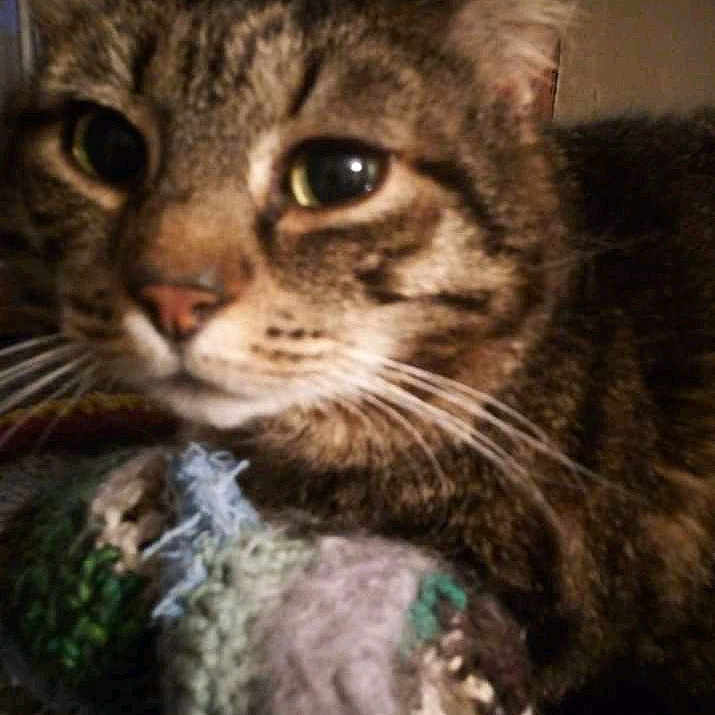 Jacqueline André a rejoint le concours — aidez-le/la à gagner de superbes lots ! animal, brown, cat, close_up, cozy, cute, domestic_cat, ears, face, feline, fur, indoor, knitted_blanket, pet, relaxed, resting, soft, striped, tabby, whiskers