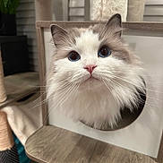 Luna is registered to the contest to win money with this photo: cat, blue_eyes, fluffy, cute, pet, indoor, cat_tree, wooden, curious, animal, feline, whiskers, pink_nose, close_up, face, fur, domestic, home, looking, sitting