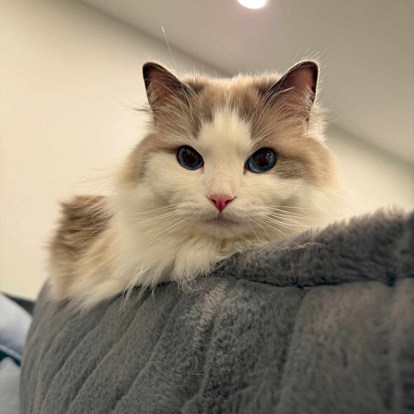 Luna