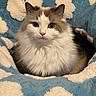 Luna is registered to the contest to win money with this photo: cat, fluffy, blue_eyes, blanket, cloud_pattern, cozy, pet, indoor, feline, soft_texture, white, brown, fur, cute, animal, portrait, resting, close_up, calm, domestic