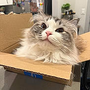Skye is registered to the contest to win money with this photo: cat, fluffy, cardboard_box, indoor, pet, curious, whiskers, pink_nose, kitchen, refrigerator, magnets, countertop, fur, closeup, domestic_animal, cute, animal, home, relaxed, feline