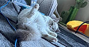 Skye is registered to the contest to win money with this photo: cat, fluffy, white_cat, carpet, cat_bed, cactus_scratch_post, indoor, pet_accessory, relaxed, stretching, paw, furniture, cozy, home, animal, cute, pet, soft, playful, resting