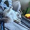 cat, fluffy, white_cat, carpet, cat_bed, cactus_scratch_post, indoor, pet_accessory, relaxed, stretching, paw, furniture, cozy, home, animal, cute, pet, soft, playful, resting