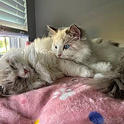 Skye is registered to the contest to win money with this photo: cat, cats, fluffy, white_cat, blue_eyes, sleeping, resting, indoor, blanket, pink_blanket, paw_prints, window, window_blinds, sunlight, cozy, cute, pet, feline, fur, relaxation