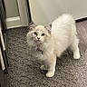 Skye joined the competition — help win amazing prizes! kitten, cat, fluffy, white_fur, blue_eyes, collar, bell, carpet, indoor, door, curious, pet, animal, cute, young, feline, standing, floor, home, domestic