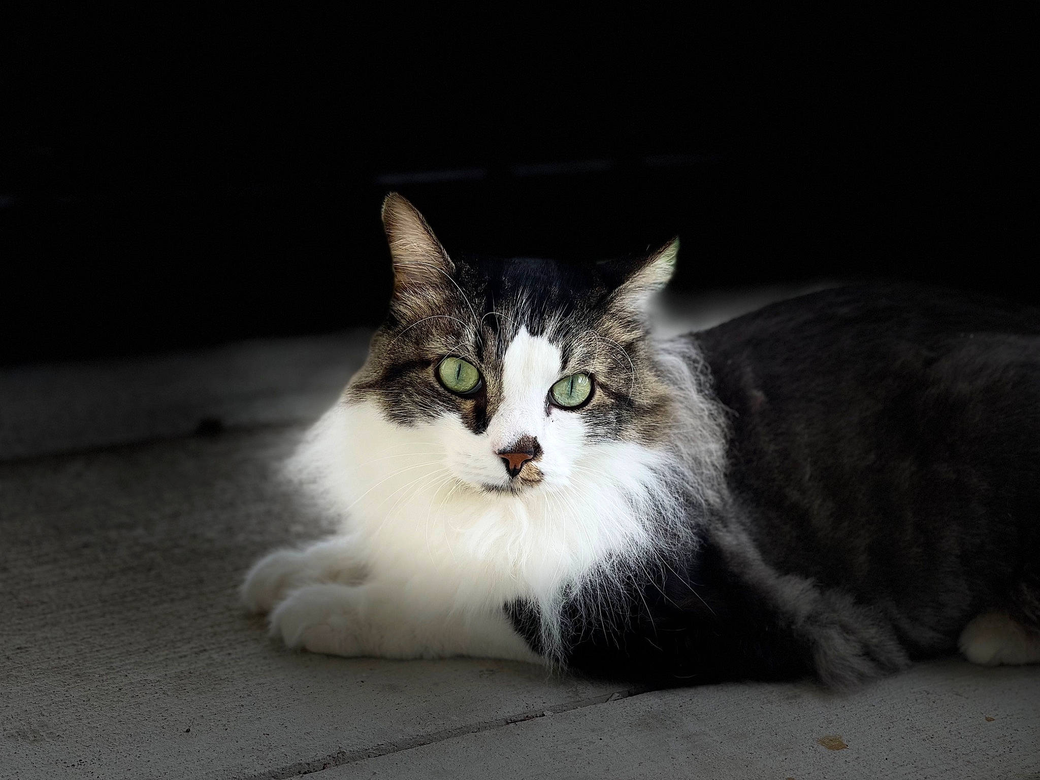 Harkie is registered to the contest to win money with this photo: carnivore, cat, claw, darkness, domestic_short_haired_cat, eye, felidae, fur, paw, plant, sitting, small_to_medium_sized_cats, snout, tail, terrestrial_animal, tree, whiskers, window