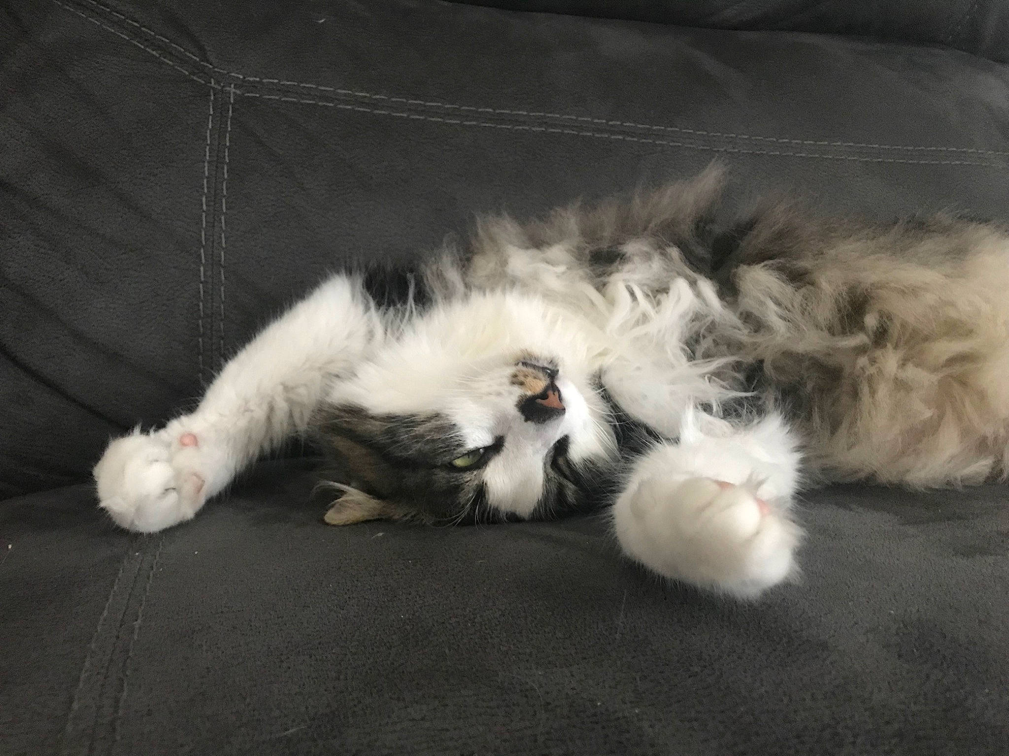 Harkie is registered to the contest to win money with this photo: canidae, carnivore, cat, claw, comfort, companion_dog, dog_breed, fang, felidae, fur, nap, paw, sleep, small_to_medium_sized_cats, snout, sporting_group, tail, terrestrial_animal, whiskers, yawn