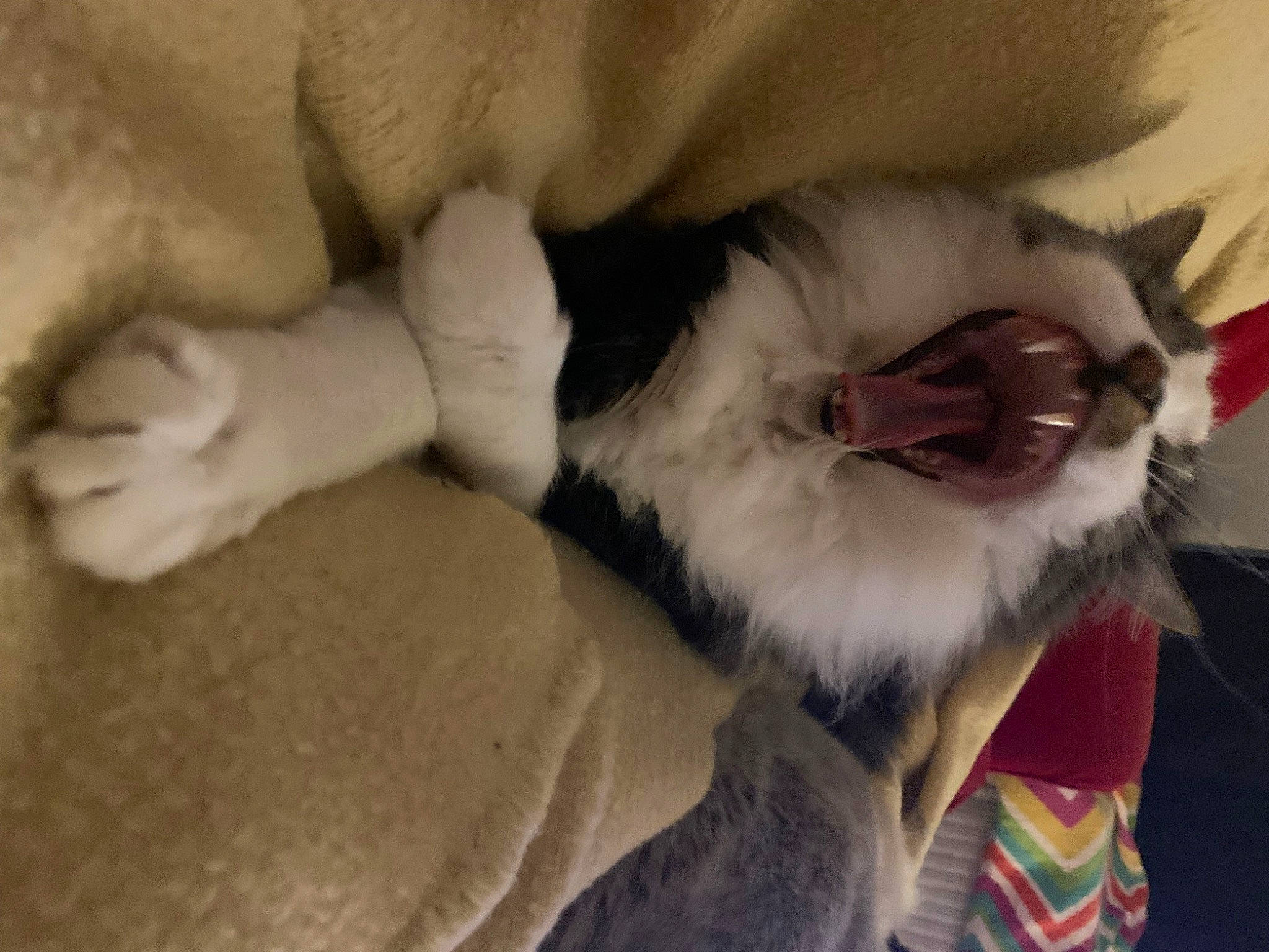 Harkie joined the competition — help win amazing prizes! carmine, carnivore, cat, claw, comfort, companion_dog, dog_breed, fang, fawn, felidae, fur, paw, roar, small_to_medium_sized_cats, snout, tail, terrestrial_animal, vertebrate, whiskers, yawn
