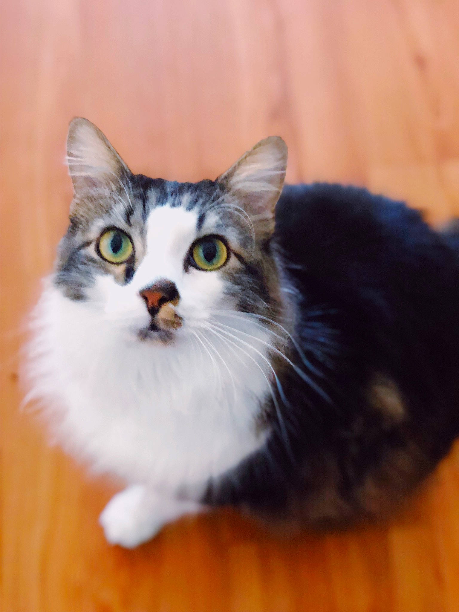 Harkie joined the competition — help win amazing prizes! carnivore, cat, domestic_short_haired_cat, eye, felidae, flooring, fur, hardwood, paw, small_to_medium_sized_cats, tail, terrestrial_animal, whiskers, window, wood