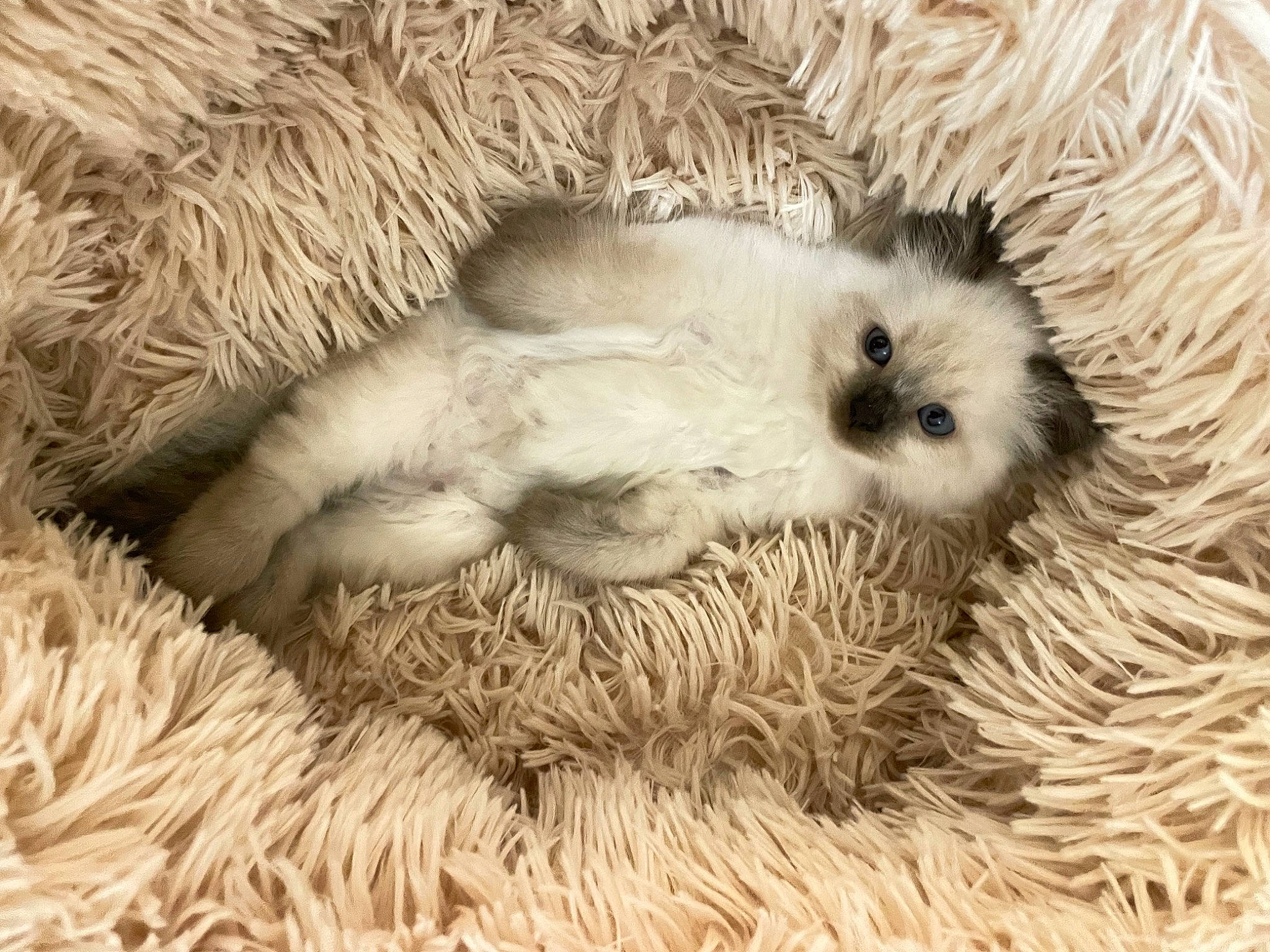 Berry is registered to the contest to win money with this photo: art, canidae, carnivore, comfort, companion_dog, dog, dog_breed, felidae, fur, mustelidae, nap, paw, snout, sporting_group, terrestrial_animal, toy_dog, whiskers, wildlife