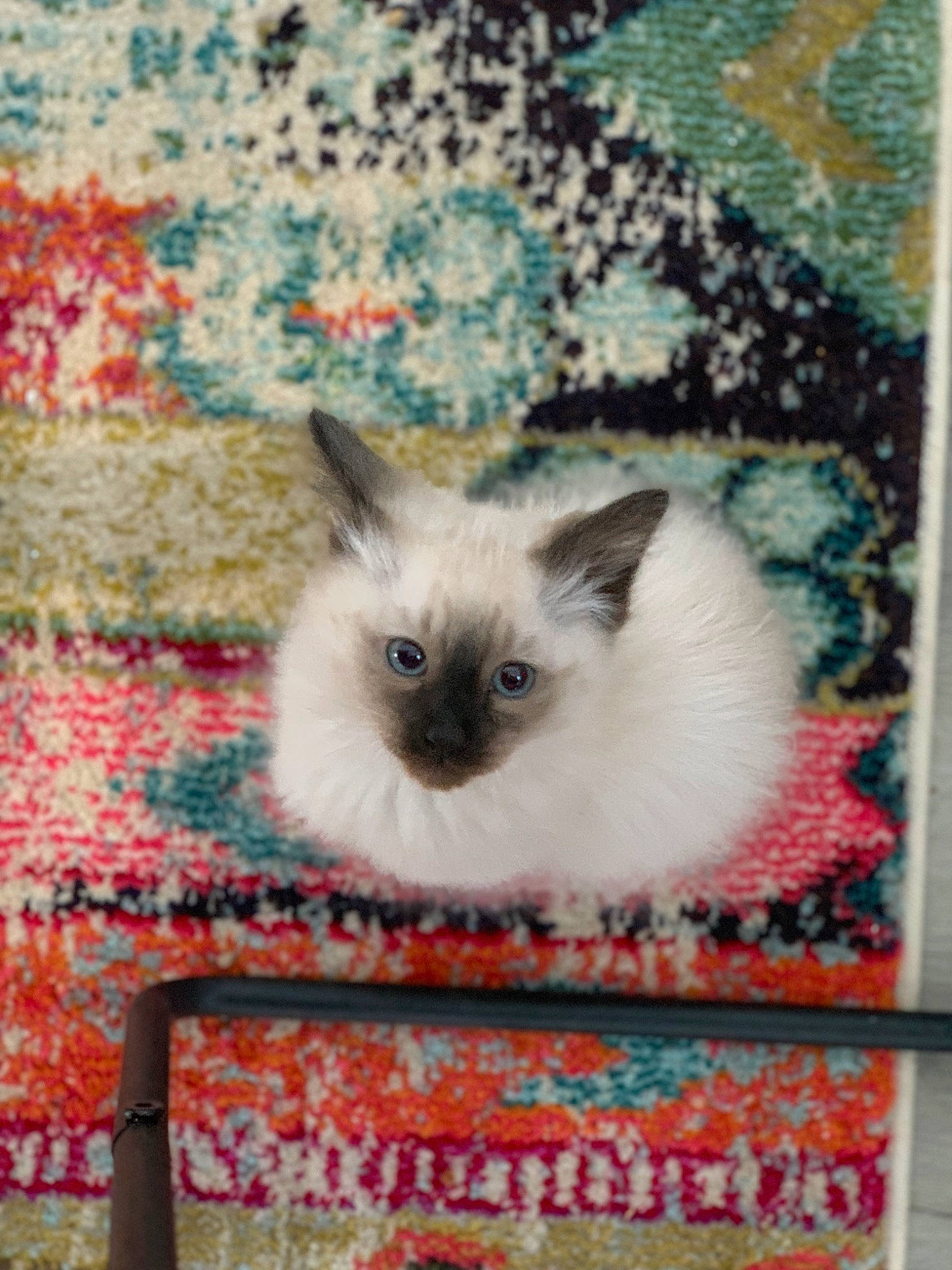 Berry is registered to the contest to win money with this photo: art, art_paint, birman, carnivore, cat, creative_arts, fawn, felidae, flooring, fur, iris, paint, pattern, plant, rectangle, siamese, small_to_medium_sized_cats, snout, visual_arts, whiskers