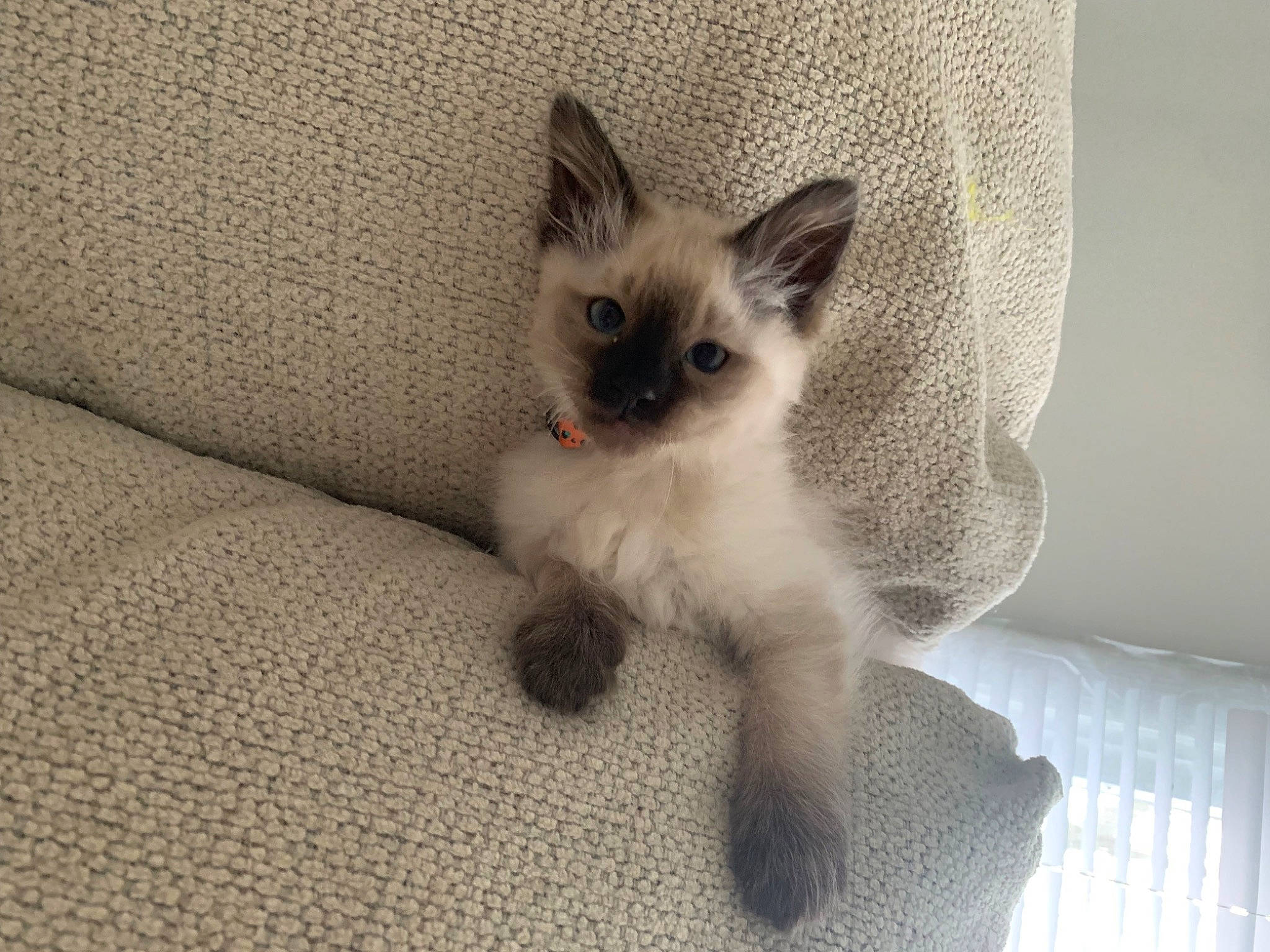 Berry joined the competition — help win amazing prizes! balinese, birman, carnivore, cat, cat_supply, claw, comfort, domestic_short_haired_cat, eye, fawn, felidae, fur, head, iris, paw, siamese, small_to_medium_sized_cats, snout, tail, whiskers