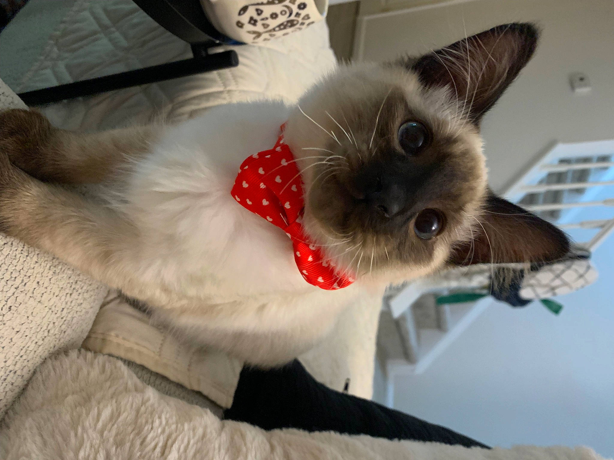 Berry joined the competition — help win amazing prizes! balinese, birman, carnivore, cat, collar, companion_dog, dog_breed, dog_collar, domestic_short_haired_cat, fawn, felidae, fur, paw, pet_supply, siamese, small_to_medium_sized_cats, snout, tail, thai, whiskers