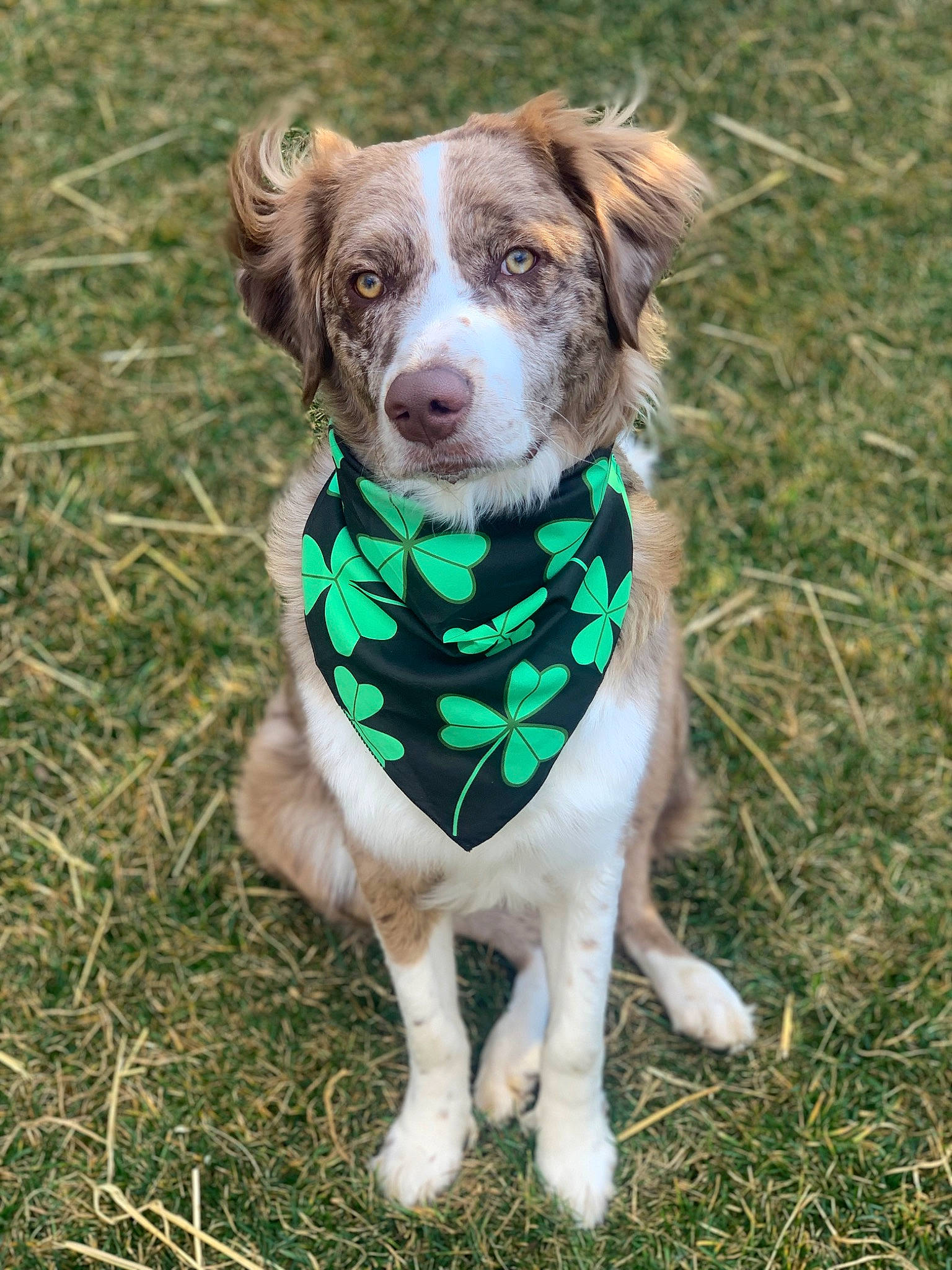 Charlie is registered to the contest to win money with this photo: boston_terrier, canidae, carnivore, companion_dog, dog, dog_breed, dog_clothes, dog_collar, dog_supply, fawn, grass, herbaceous_plant, liver, pet_supply, plant, snout, sporting_group, tail, terrestrial_animal, working_animal