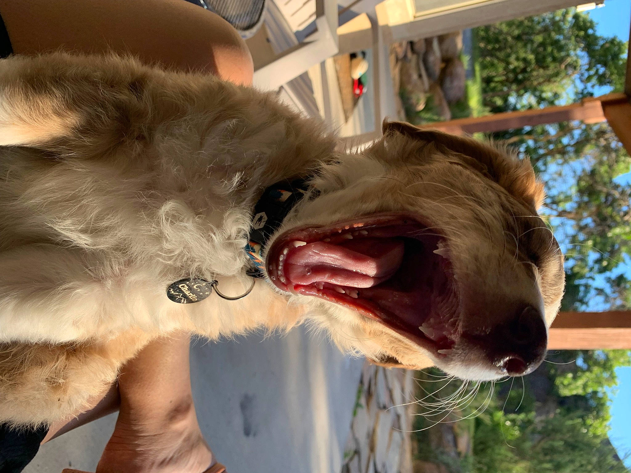 Charlie joined the competition — help win amazing prizes! canidae, carnivore, collar, companion_dog, dog, dog_breed, dog_collar, ear, eyewear, fang, fawn, jaw, liver, sky, snout, sporting_group, tooth, tree, whiskers, working_animal