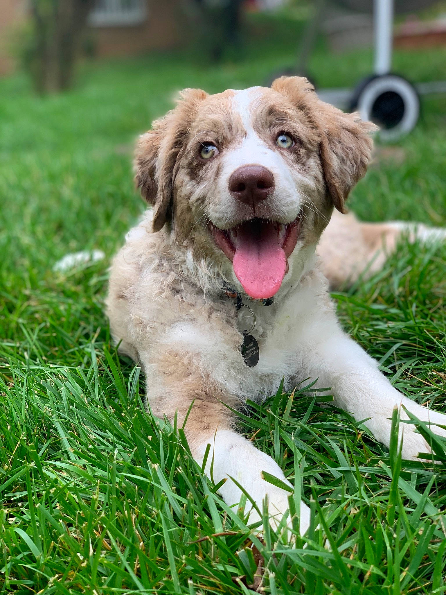 Charlie joined the competition — help win amazing prizes! carnivore, companion_dog, dog, dog_breed, grass, gun_dog, liver, plant, sedge_family, sporting_group, working_dog