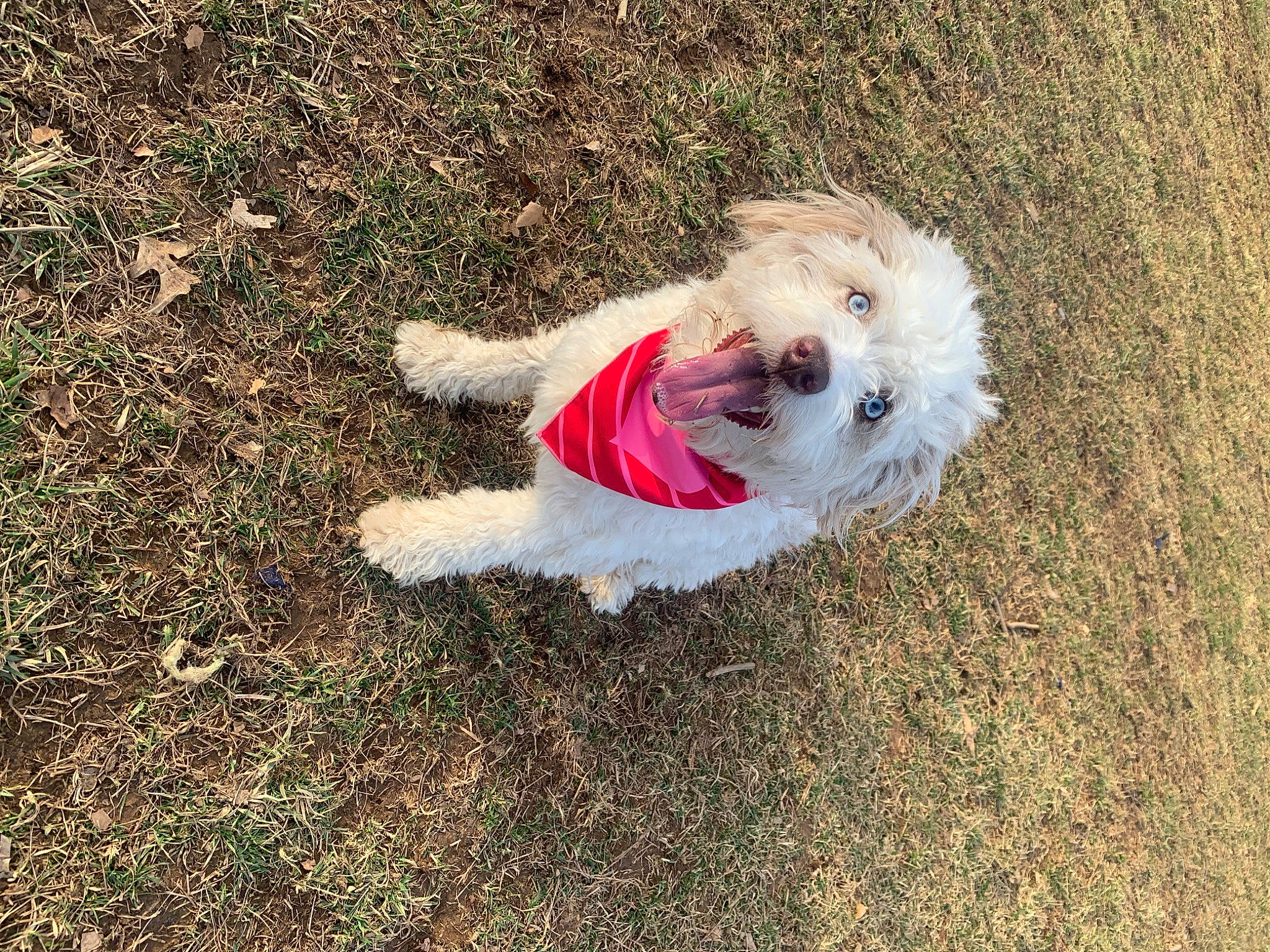 Lucy is registered to the contest to win money with this photo: asphalt, canidae, carnivore, cockapoo, companion_dog, dog, dog_breed, dog_clothes, dog_collar, dog_supply, fur, grass, leash, road_surface, small_terrier, soil, sporting_group, tail, terrier, toy_dog