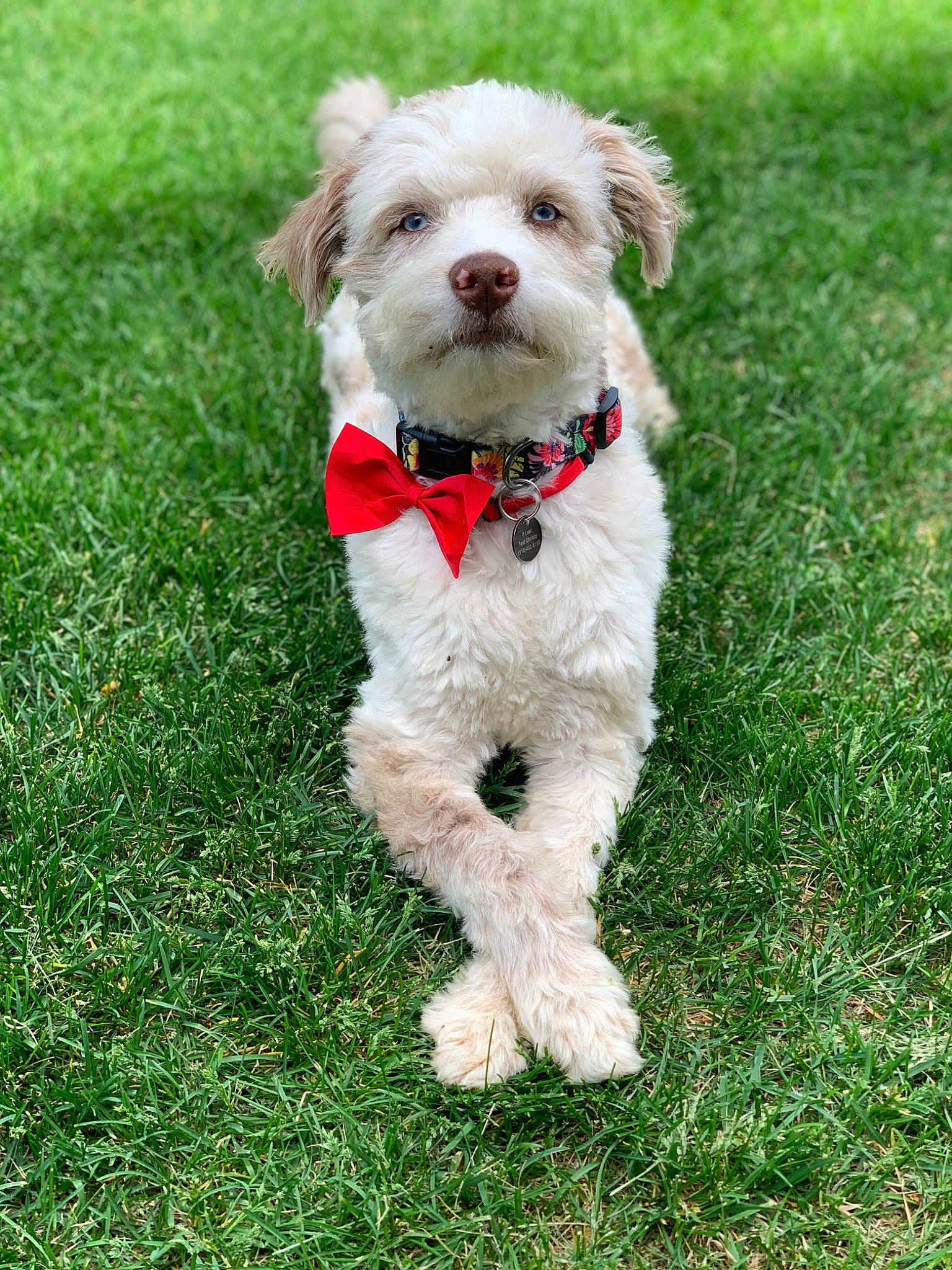 Lucy joined the competition — help win amazing prizes! canidae, carnivore, collar, companion_dog, dog, dog_breed, dog_clothes, dog_collar, dog_supply, grass, leash, non_sporting_group, pet_supply, plant, small_terrier, sporting_group, tail, terrier, toy_dog, working_animal