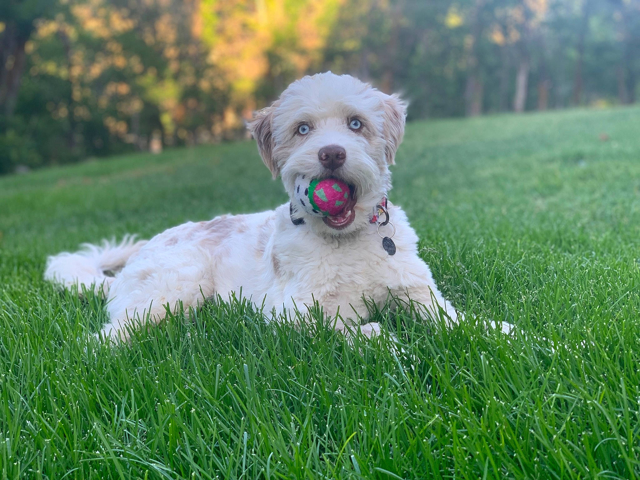 Lucy joined the competition — help win amazing prizes! canidae, carnivore, companion_dog, dog, dog_breed, fawn, grass, grassland, maltepoo, non_sporting_group, plant, puppy, small_terrier, snout, sporting_group, tail, terrier, toy_dog, tree, working_animal
