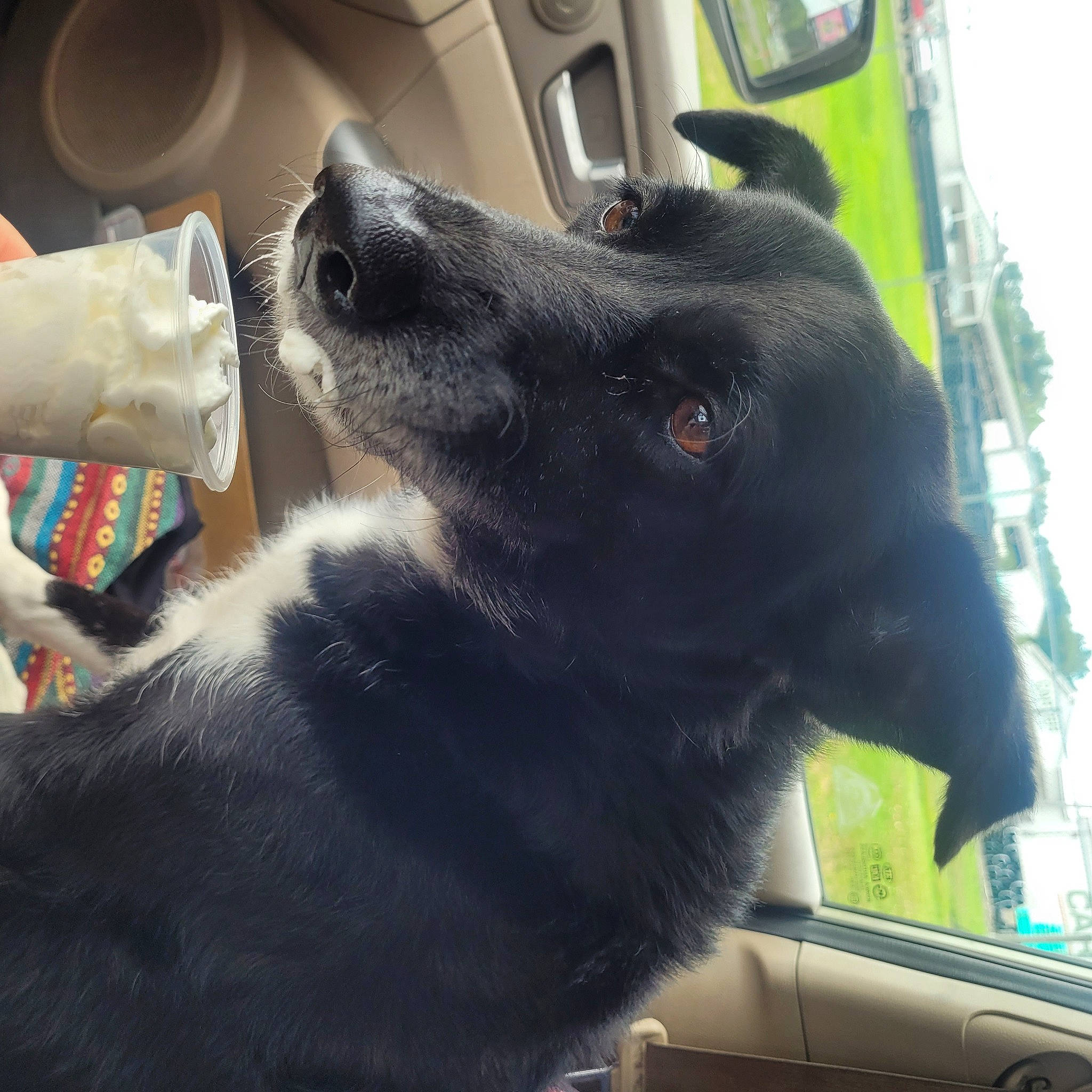 Phantom joined the competition — help win amazing prizes! auto_part, automotive_exterior, automotive_tire, car_seat, carnivore, collar, companion_dog, dog, dog_breed, dog_collar, fur, guard_dog, snout, sporting_group, steering_wheel, vehicle, vehicle_door, whiskers, windshield, working_animal