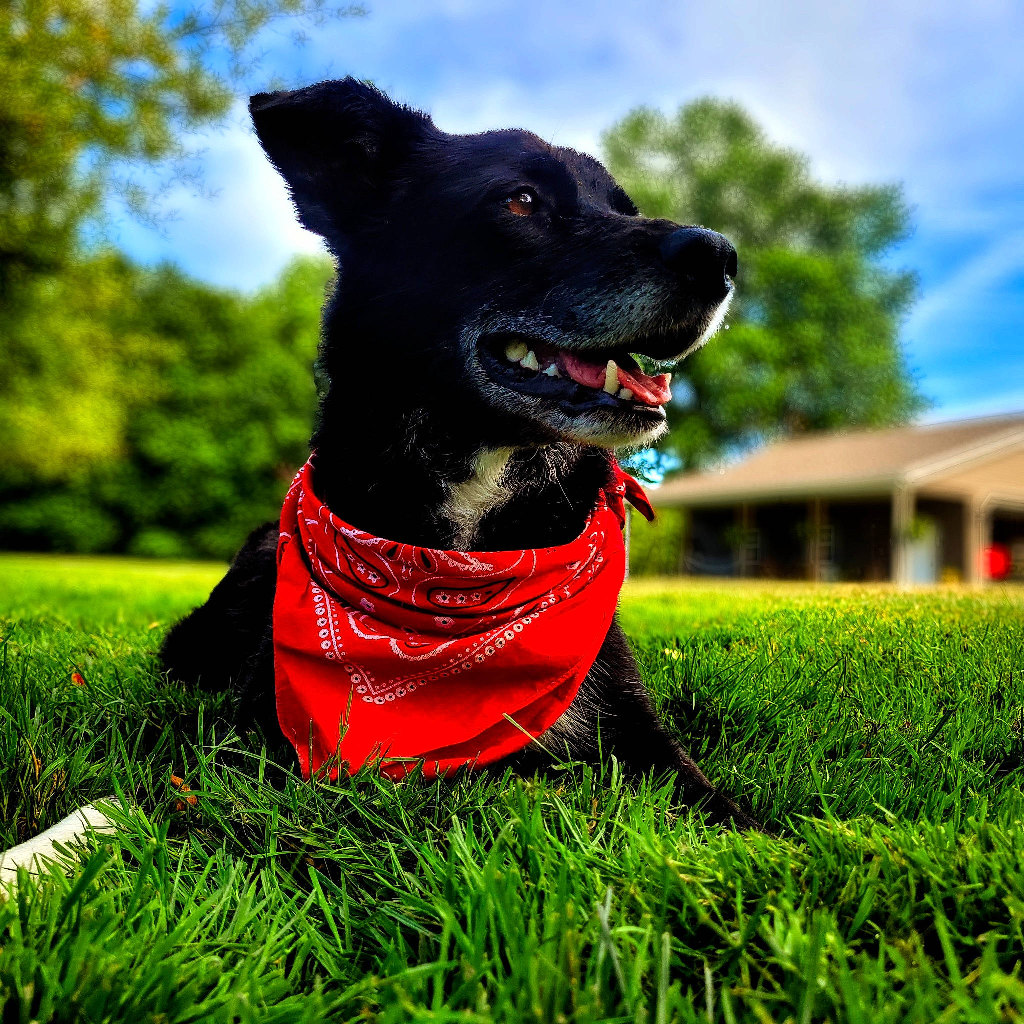 Phantom joined the competition — help win amazing prizes! canidae, carnivore, cloud, collar, companion_dog, dog, dog_breed, dog_collar, grass, grassland, happy, lawn, people_in_nature, plant, sky, snout, sporting_group, tail, tree, working_animal