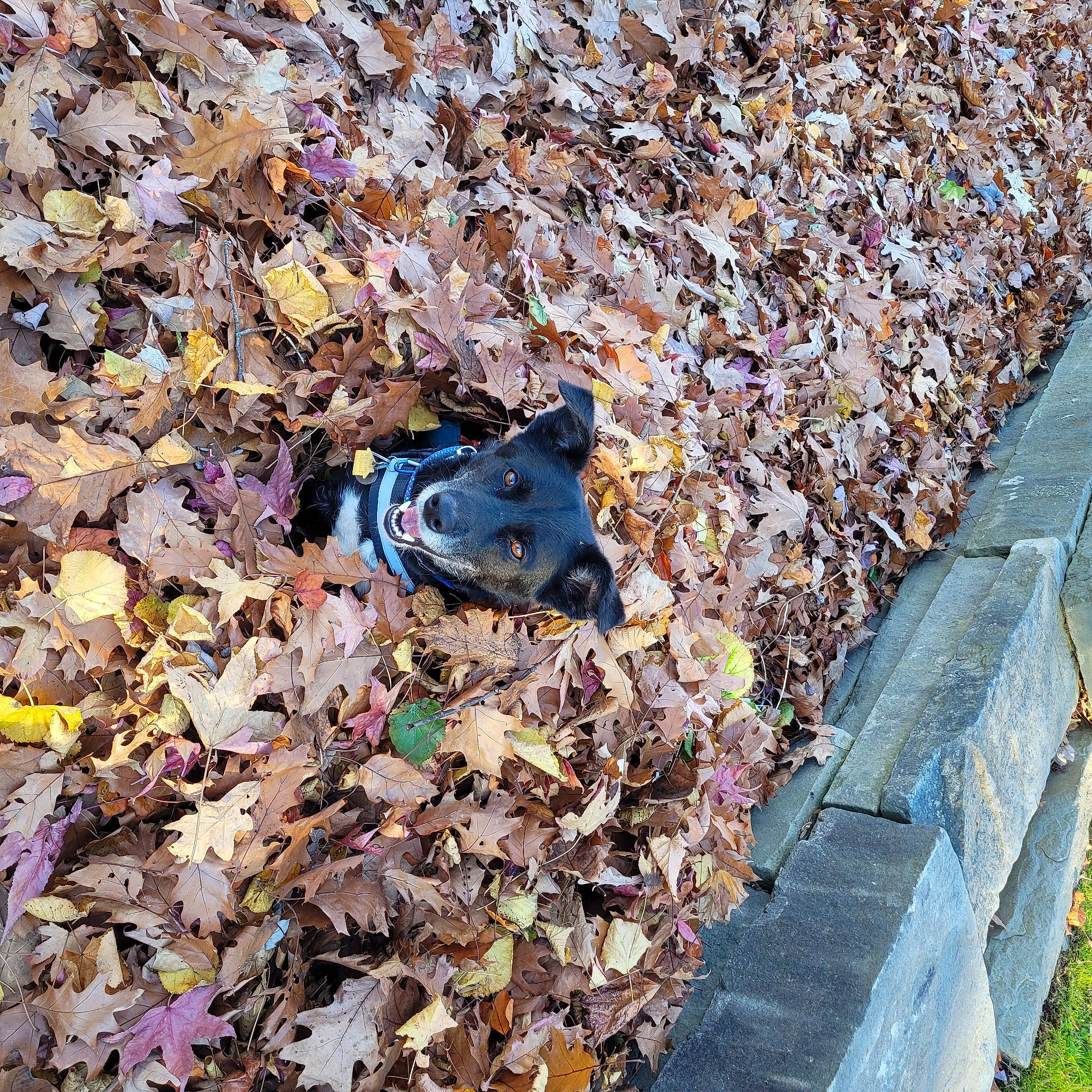 Phantom is registered to the contest to win money with this photo: art, asphalt, deciduous, electric_blue, grass, groundcover, litter, metal, plastic, pollution, road_surface, shadow, sidewalk, soil, tar, tints_and_shades, toy, trunk, waste, wood