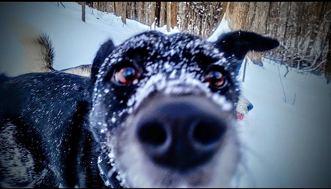 Phantom is registered to the contest to win money with this photo: carnivore, companion_dog, dog, dog_breed, eyelash, freezing, fur, livestock, macro_photography, monochrome_photography, non_sporting_group, plant, puppy, snout, snow, terrestrial_animal, whiskers, winter, working_animal, working_dog