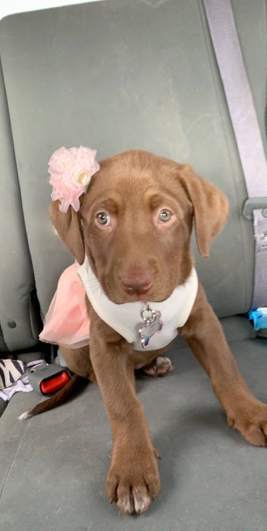 Summer joined the competition — help win amazing prizes! american_pit_bull_terrier, beagador, canidae, carnivore, chesapeake_bay_retriever, dog, dog_breed, fawn, labrador_retriever, liver, mammal, pit_bull, pointing_breed, retriever, snout, sporting_group, vizsla, weimaraner