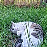 Yoda a rejoint le concours — aidez-le/la à gagner de superbes lots ! cat, grass, outdoor, fence, bamboo, animal, pet, nature, greenery, relaxing, curious, fur, white_cat, striped_cat, eyes, whiskers, tail, playful, sunlight, daytime