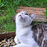 Yoda a rejoint le concours — aidez-le/la à gagner de superbes lots ! cat, animal, pet, outdoor, grass, rocks, wooden_planks, curious, white_fur, tabby_pattern, resting, nature, close_up, daylight, looking_up, relaxed, fur, whiskers, garden, peaceful