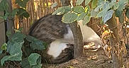 Yoda participe au concours pour gagner de l'argent avec cette photo : cat, garden, tree, plant, leaf, grass, sunlight, outdoor, shady, animal, pet, nature, feline, greenery, bush, daylight, resting, hide, calm, backyard