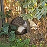 cat, garden, tree, plant, leaf, grass, sunlight, outdoor, shady, animal, pet, nature, feline, greenery, bush, daylight, resting, hide, calm, backyard