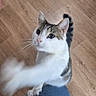 Yoda a rejoint le concours — aidez-le/la à gagner de superbes lots ! cat, paw, person, jeans, floor, wooden_floor, indoor, curious, pet, animal, tabby, white_cat, reaching, playful, closeup, looking_up, feline, domestic_cat, blurred_motion, human_leg