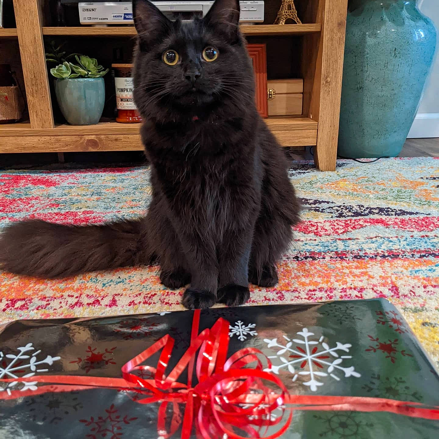 Mazikeen is registered to the contest to win money with this photo: black_cat, bombay, carmine, carnivore, carpet, cat, domestic_short_haired_cat, felidae, floor, flooring, flowerpot, fur, grey, houseplant, pattern, plant, small_to_medium_sized_cats, tail, whiskers, wood