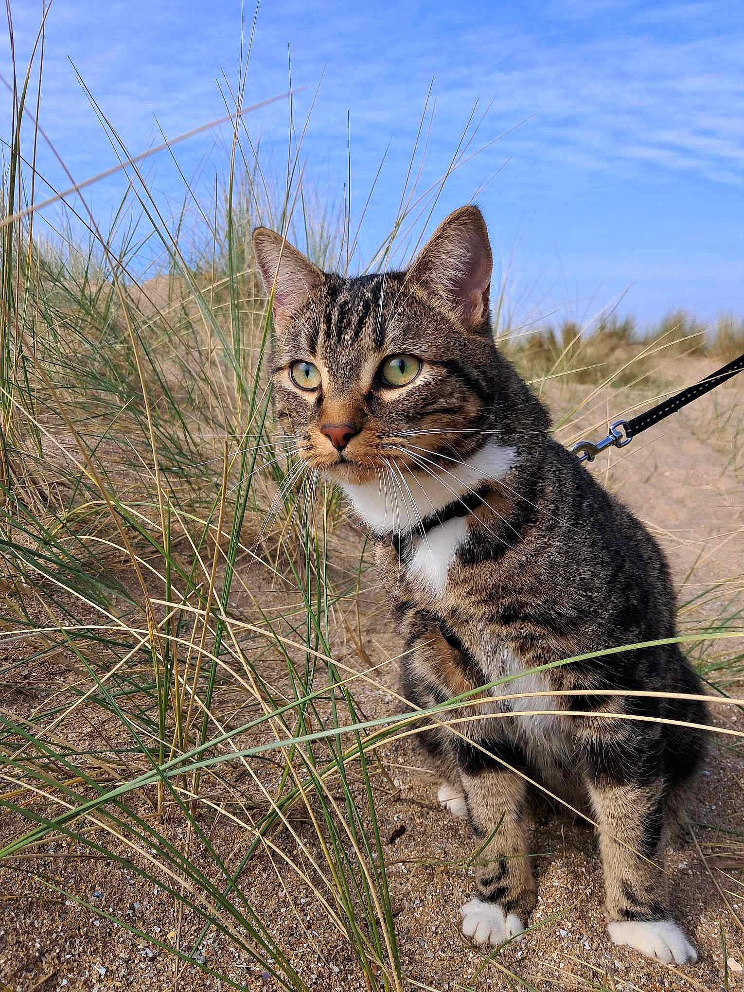 Twix a rejoint le concours — aidez-le/la à gagner de superbes lots ! carnivore, cat, claw, cloud, domestic_short_haired_cat, fawn, felidae, fur, grass, grassland, landscape, plant, prairie, sky, small_to_medium_sized_cats, soil, tail, terrestrial_animal, whiskers, wildlife