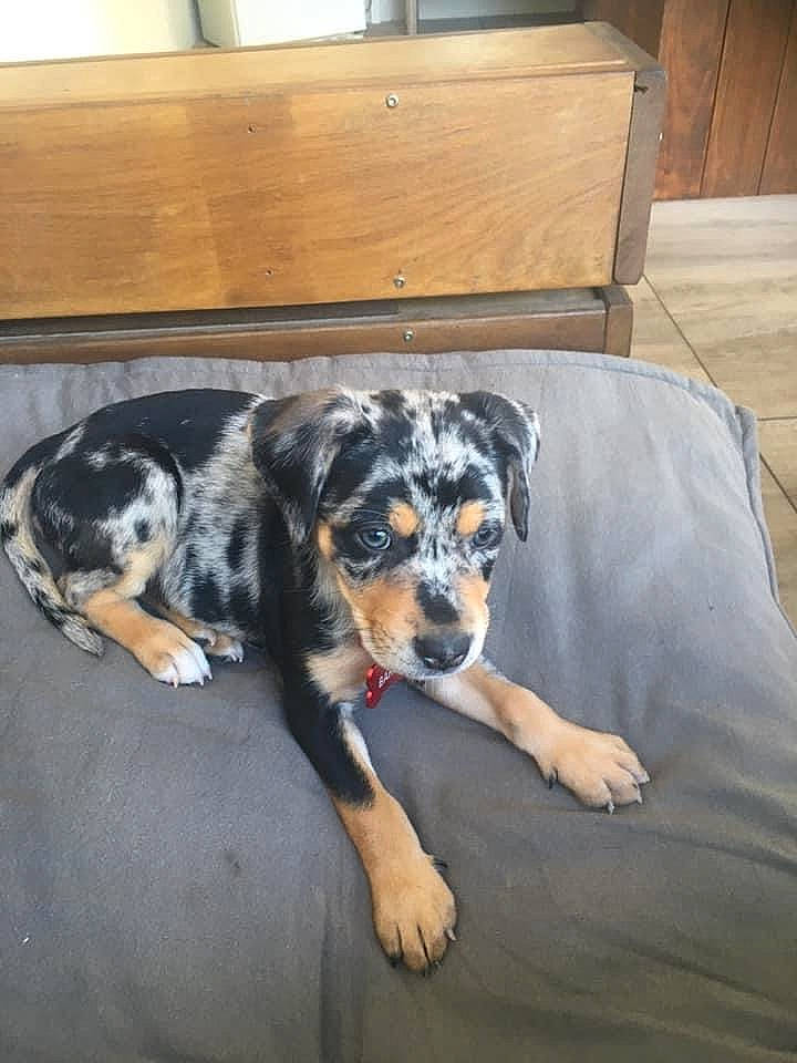 Bahia a rejoint le concours — aidez-le/la à gagner de superbes lots ! canidae, carnivore, chair, comfort, companion_dog, couch, dog, dog_breed, flooring, fur, guard_dog, hardwood, living_room, puppy, room, snout, sporting_group, wood, working_dog