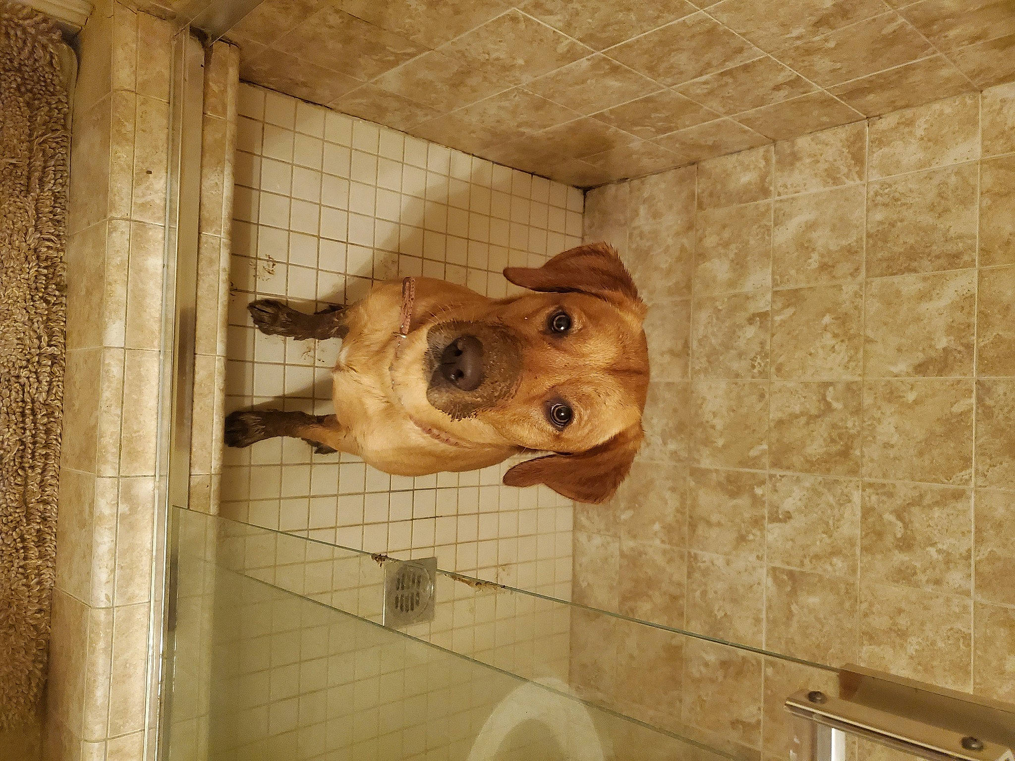 Artemis joined the competition — help win amazing prizes! artifact, brick, canidae, carnivore, companion_dog, dog, dog_breed, fawn, flooring, hardwood, liver, pet_supply, plumbing, room, snout, sporting_group, terrestrial_animal, tile, wood, working_animal