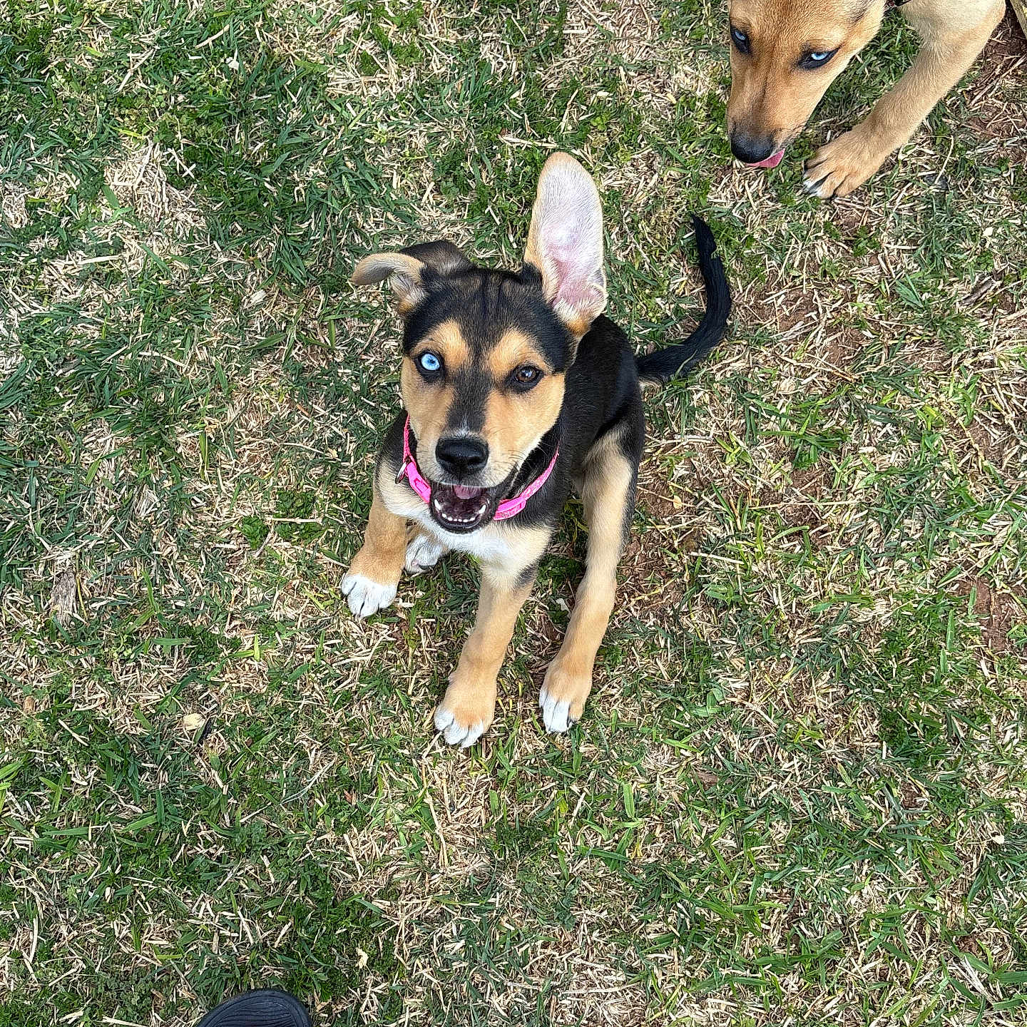 Stella Mae joined the competition — help win amazing prizes! animal, blue_eyes, canine, collar, curious, cute, daylight, dog, footwear, grass, nature, outdoor, pet, playful, puma, puppy, sniffing, summer, toes, young_dog