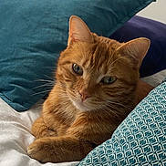 Spirou a rejoint le concours — aidez-le/la à gagner de superbes lots ! animal, bed, blue_pillow, cat, closeup, comfort, cozy, cute, domestic_cat, feline, fur, indoor, orange_tabby, pet, pillow, relaxed, resting, sleepy, teal_pillow, whiskers