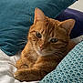 animal, bed, blue_pillow, cat, closeup, comfort, cozy, cute, domestic_cat, feline, fur, indoor, orange_tabby, pet, pillow, relaxed, resting, sleepy, teal_pillow, whiskers