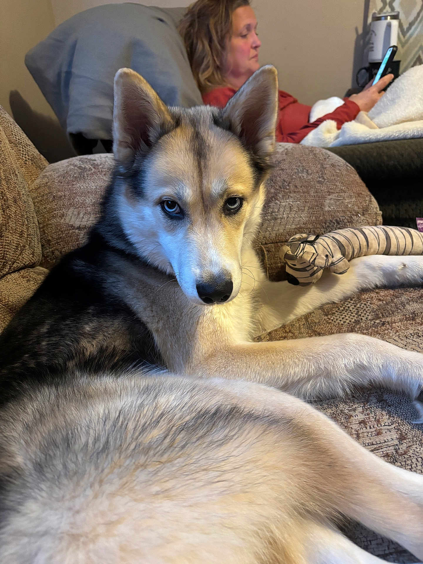 Sky joined the competition — help win amazing prizes! dog, husky, couch, indoor, person, phone, relaxed, fur, pet, animal, cozy, living_room, brown, white, black, seated, blanket, toy, home, companion