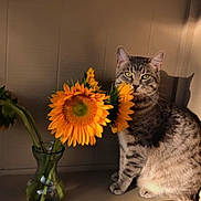 Smoky joined the competition — help win amazing prizes! animal, cat, cozy, curious, domestic_cat, feline, flowers, green, indoor, natural_light, orange, pet, plant, shadow, still_life, sunflowers, tabby_cat, table, vase, wooden_surface