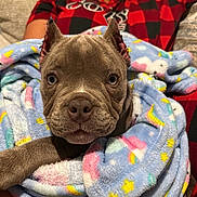 Coco is registered to the contest to win money with this photo: puppy, dog, blanket, person, couch, indoor, cute, pet, snuggled, blue_blanket, patterned_blanket, red_shirt, checkered, face, ears, fur, eyes, nose, cozy, relaxed