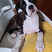 Lulu is registered to the contest to win money with this photo: puppy, dog, basket, yellow_pillow, wooden_floor, pet, cute, indoor, white, black, brown, fur, paw, nose, ears, curious, resting, cozy, animal, young