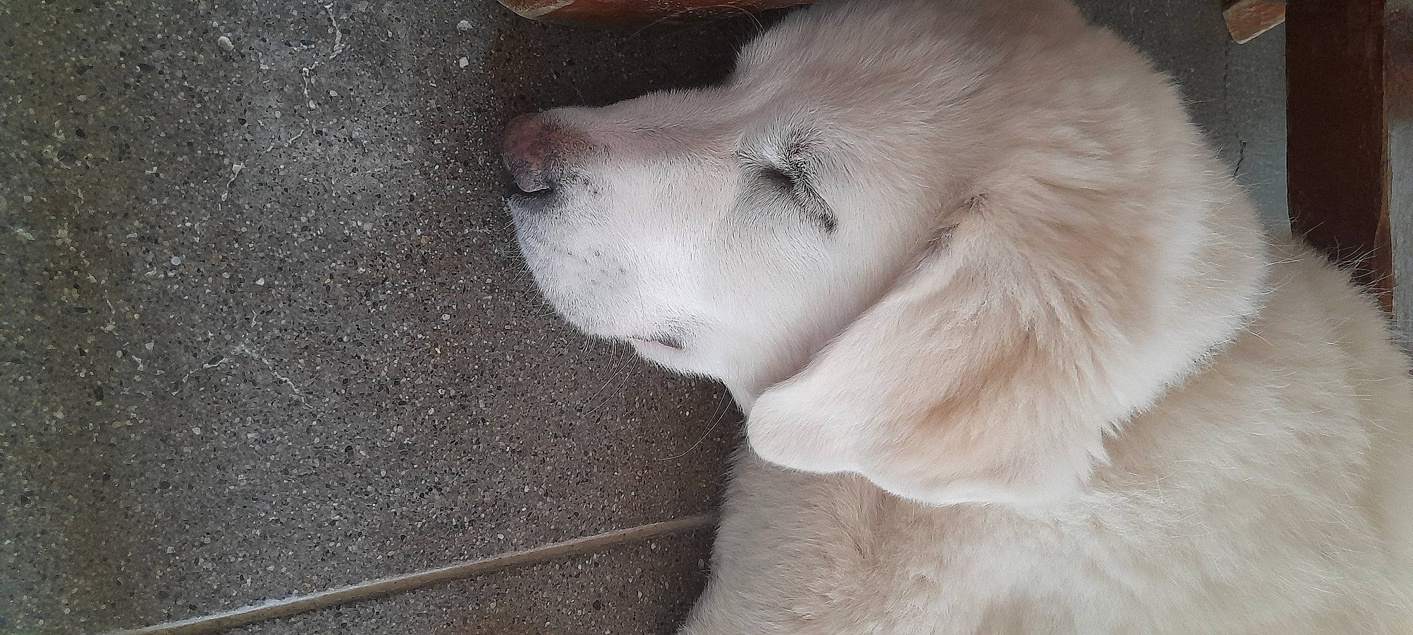 Everest participe au concours pour gagner de l'argent avec cette photo : canidae, carnivore, companion_dog, dog, dog_breed, ear, eye, fawn, fur, monochrome, monochrome_photography, non_sporting_group, retriever, snout, sporting_group, whiskers, working_animal, working_dog