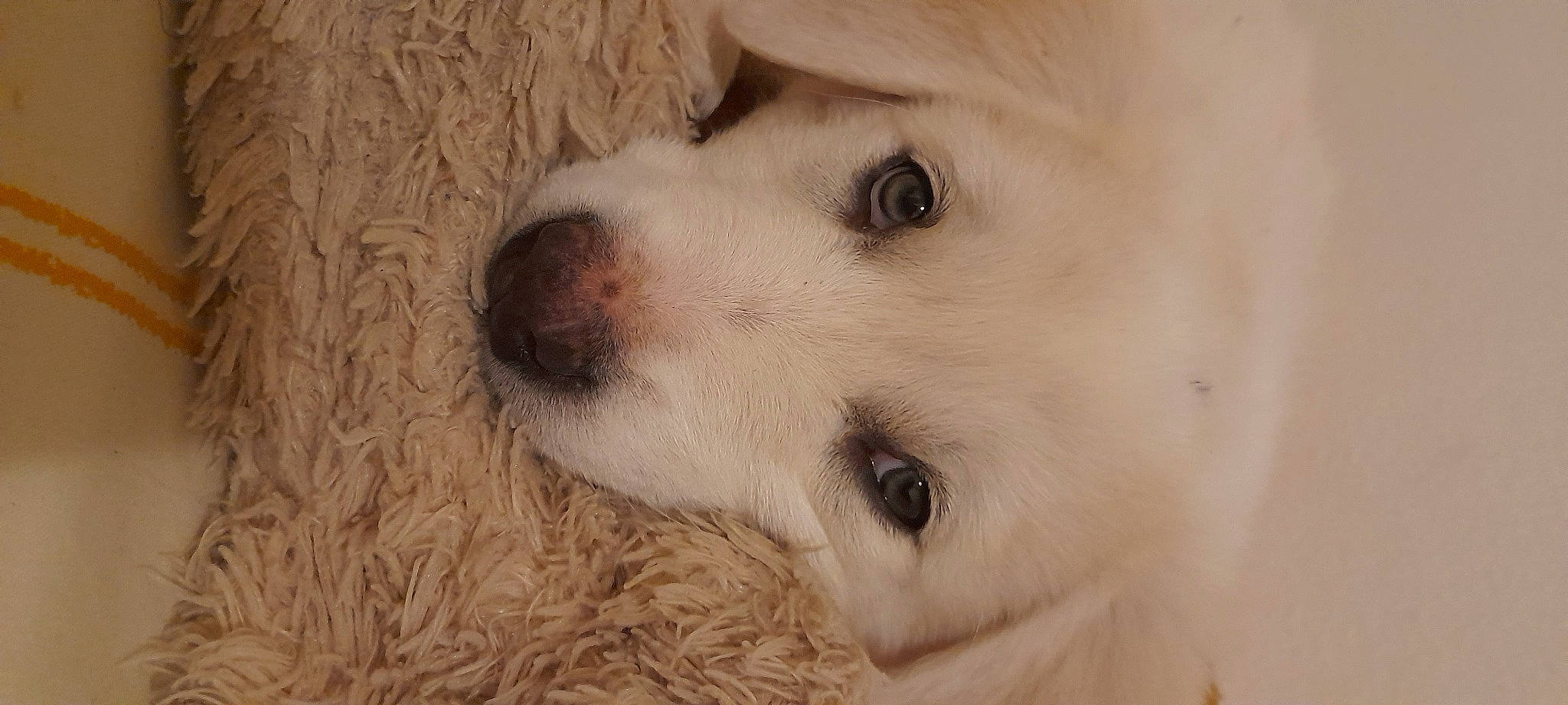 Everest participe au concours pour gagner de l'argent avec cette photo : canidae, carnivore, companion_dog, dog, dog_breed, ear, fawn, fur, polish_tatra_sheepdog, retriever, snout, sporting_group, terrestrial_animal, whiskers, working_animal