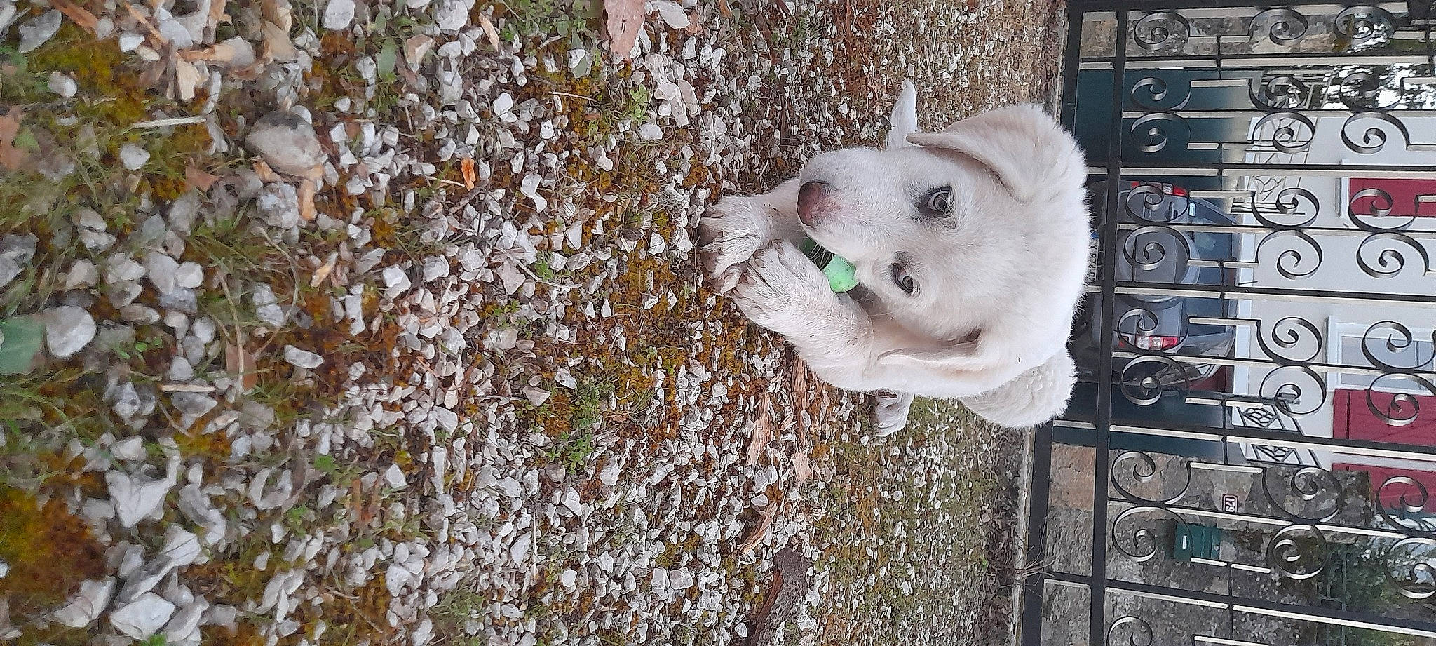 Everest a rejoint le concours — aidez-le/la à gagner de superbes lots ! ball, carnivore, dog_breed, door, facade, fawn, felidae, freezing, fur, grass, plant, road_surface, sidewalk, small_to_medium_sized_cats, tail, tree, twig, whiskers, winter, wood