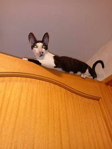 Simba a rejoint le concours — aidez-le/la à gagner de superbes lots ! carnivore, cat, comfort, companion_dog, dog, dog_breed, domestic_short_haired_cat, ear, eye, fawn, felidae, flooring, hardwood, pet_supply, room, small_to_medium_sized_cats, tail, whiskers, wood, wood_stain